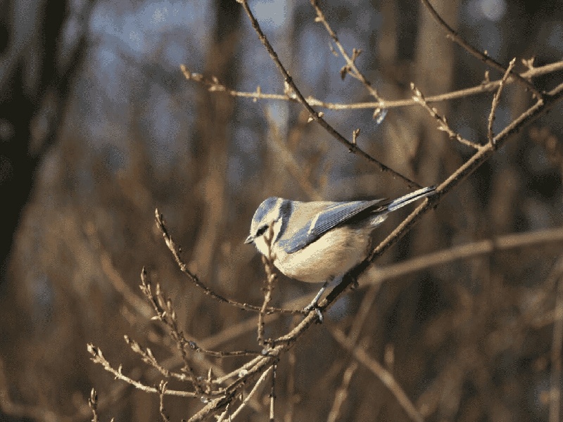 张女士成功案例